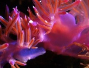 LE GEMME DEL MARE #2