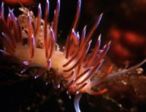 LE GEMME DEL MARE #4