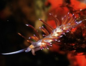 LE GEMME DEL MARE #5