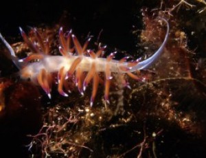 LE GEMME DEL MARE #6
