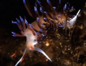 LE GEMME DEL MARE #8