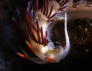LE GEMME DEL MARE #9