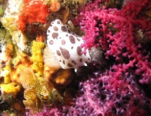 RICETTE NEL MARE “tornando a favignana”
